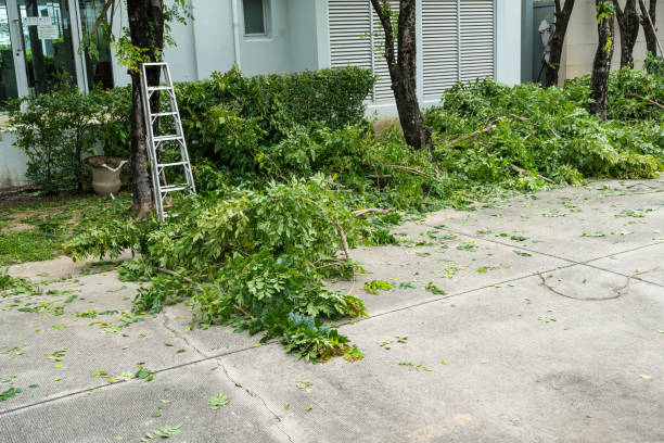 Best Residential Tree Removal  in London, CA